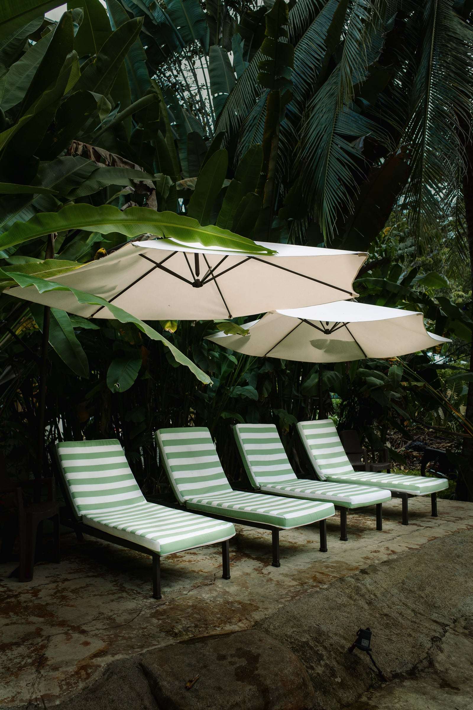 Four green-striped loungers under white umbrellas on the pool deck, backed by banana leaves and palms