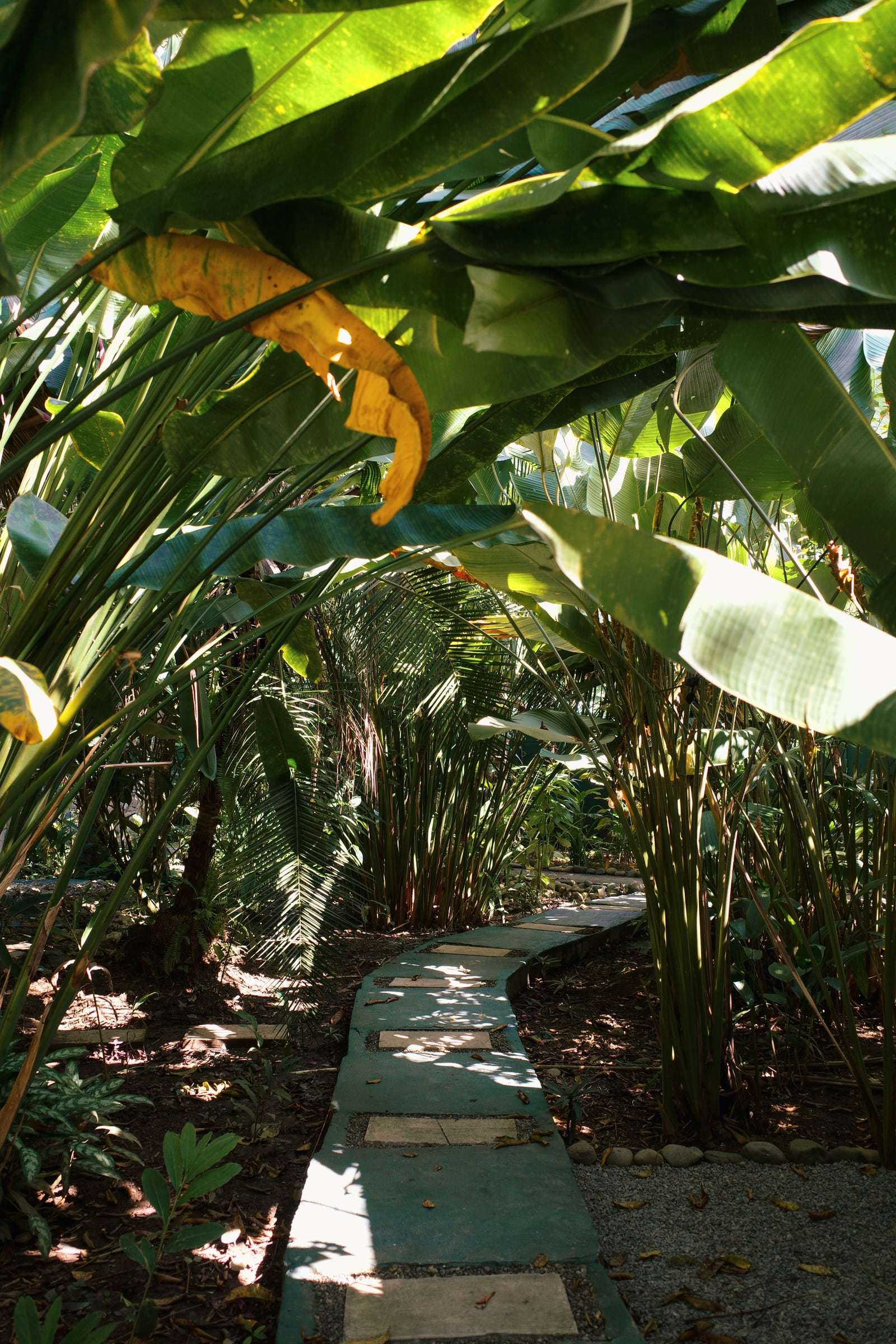 Stepping-stone path winding through the garden under banana leaves, in dappled light