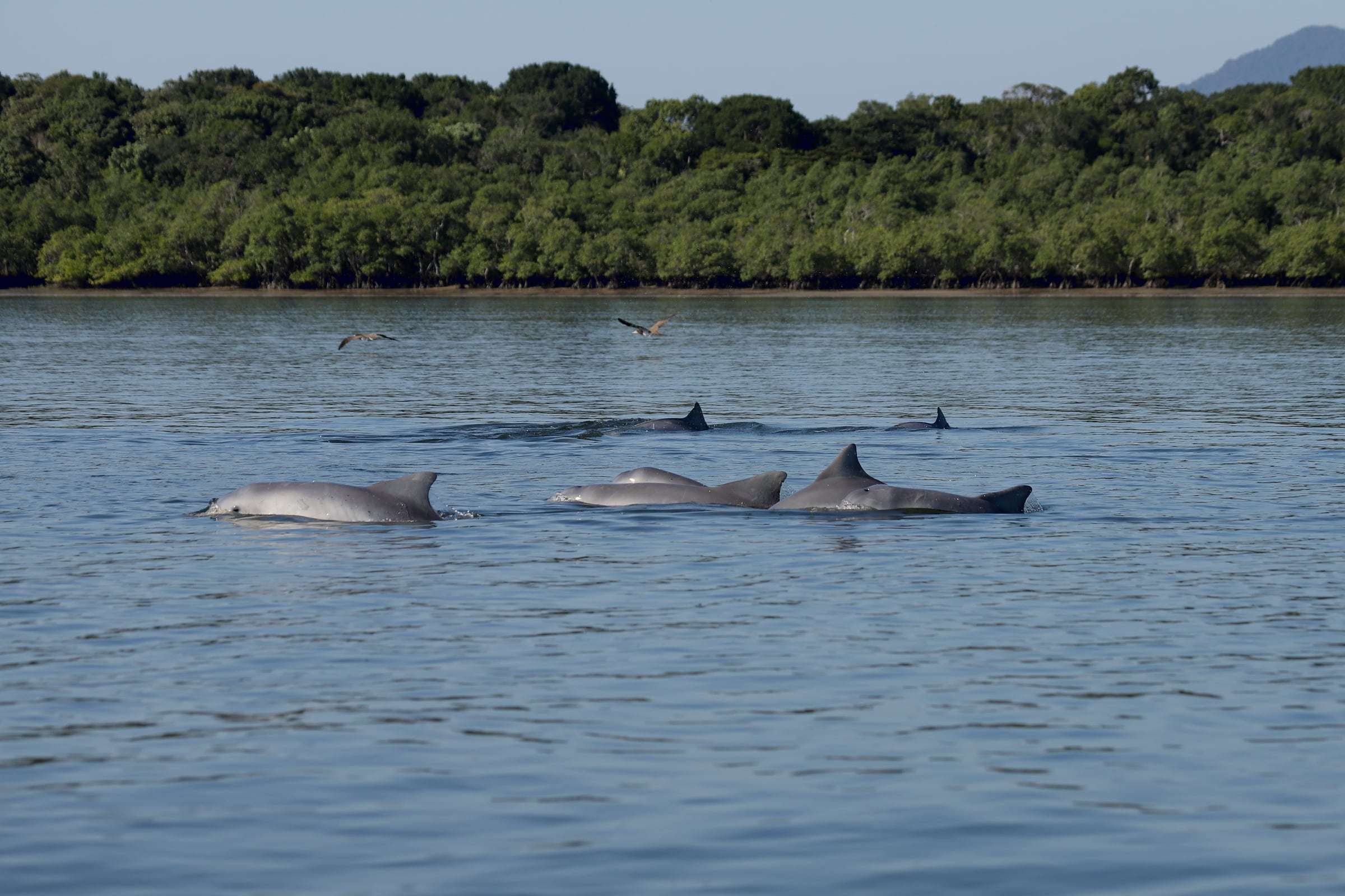 A pod of Guiana dolphins, a species also seen off Manzanillo, surfacing in calm water in front of a forested shore