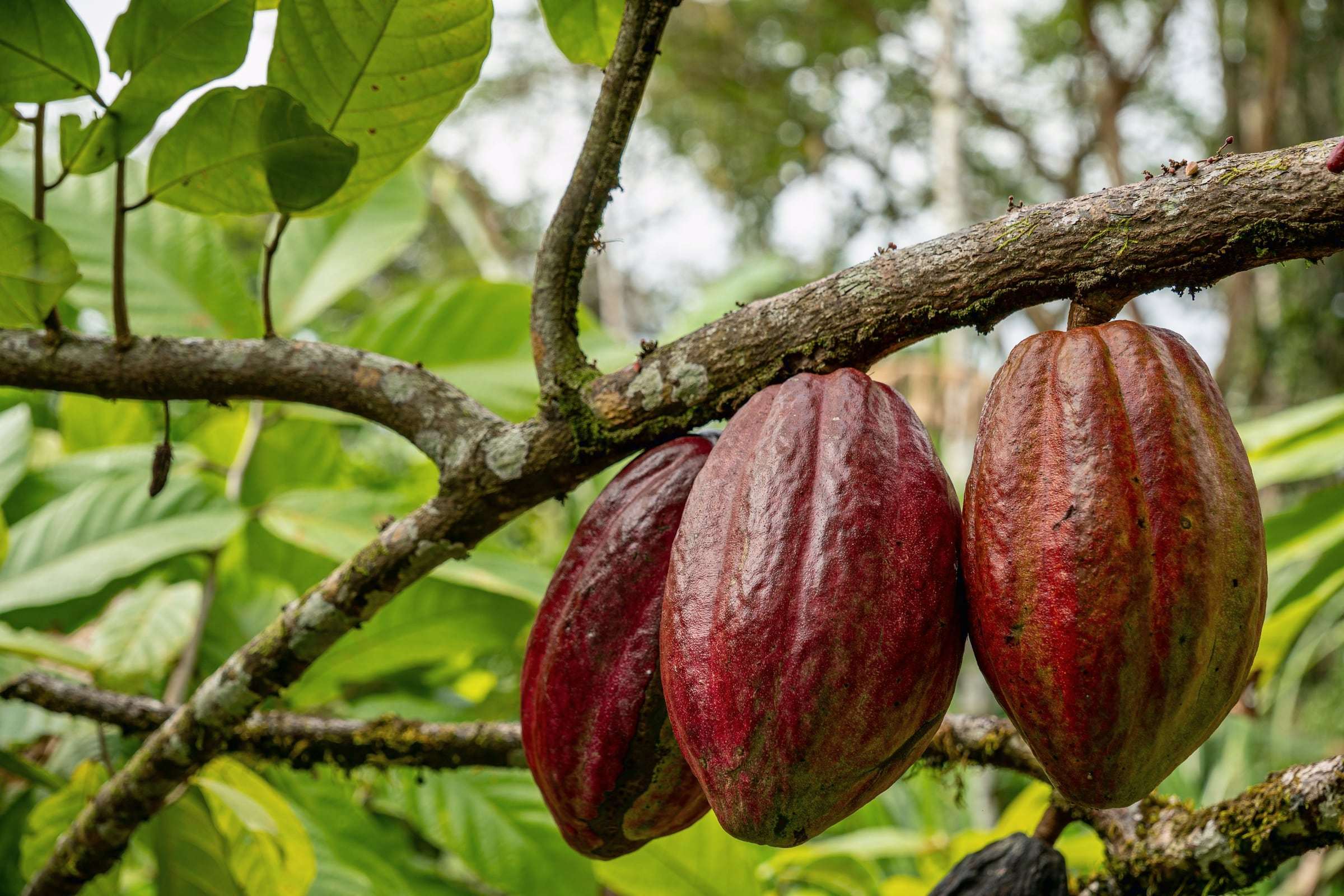 Three ripe red cacao pods hanging from a branch on a farm near Puerto Viejo de Talamanca