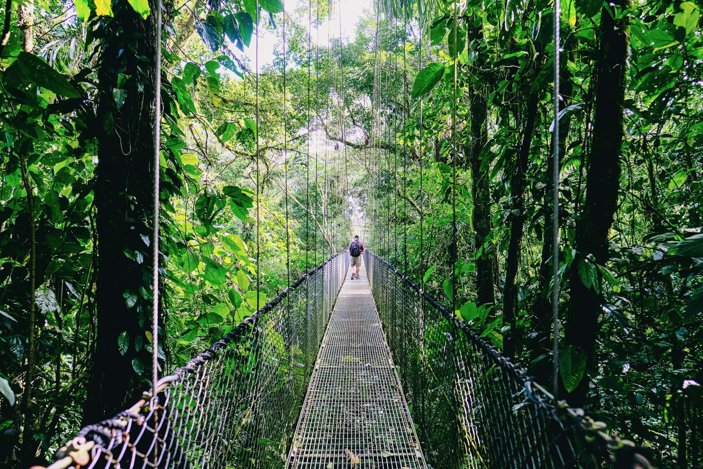 Metal hanging bridge stretching through dense green rainforest in Costa Rica, a lone walker in the distance