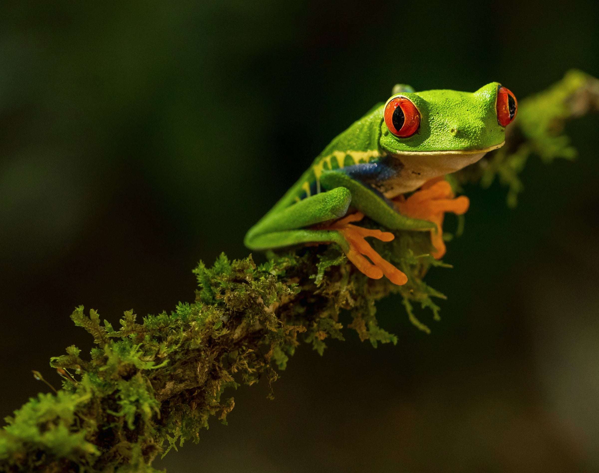 Red-eyed tree frog with orange feet gripping a mossy branch against a dark forest background