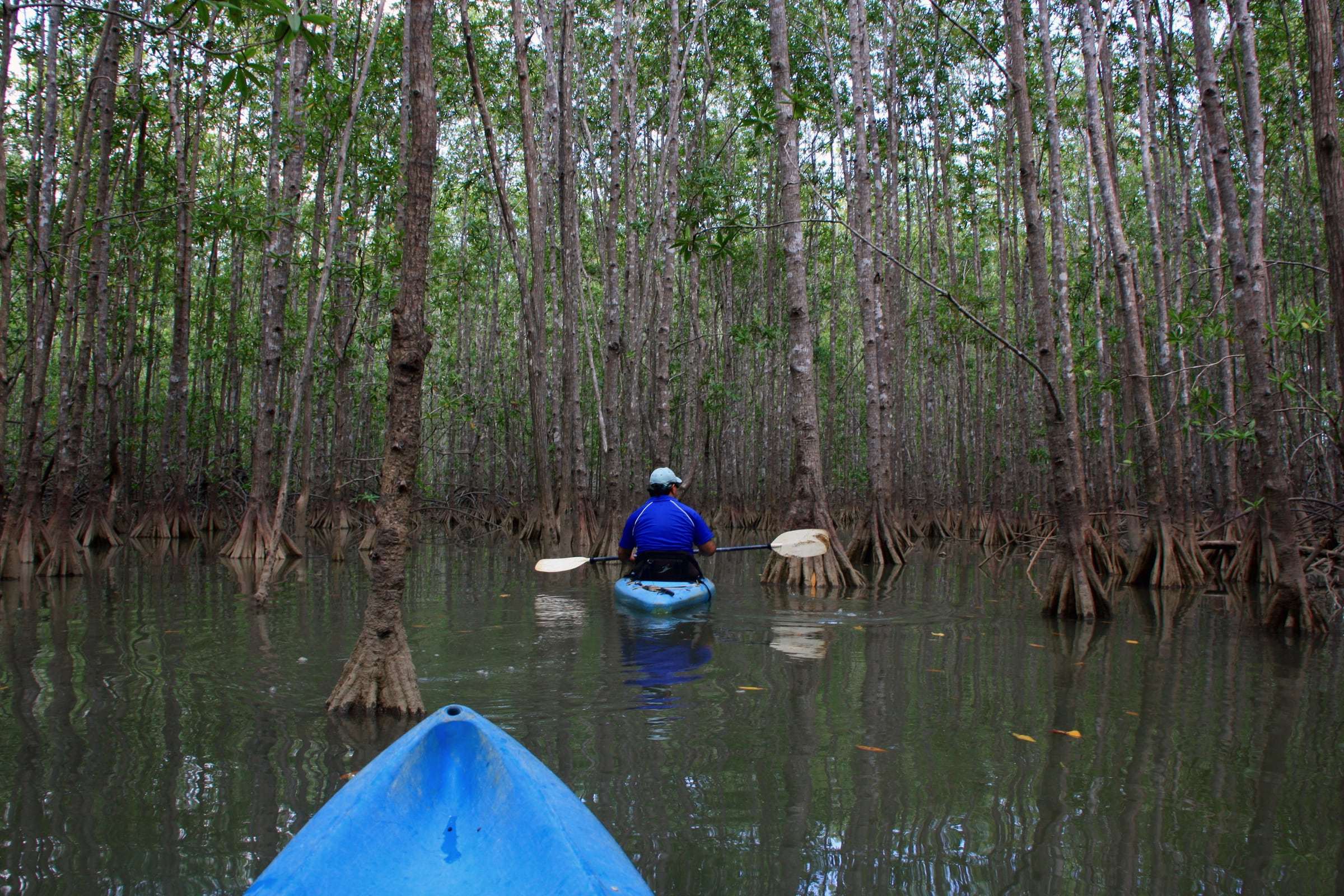 Kayaker paddling a calm, tree-lined mangrove channel in Costa Rica, seen from the bow of a blue kayak